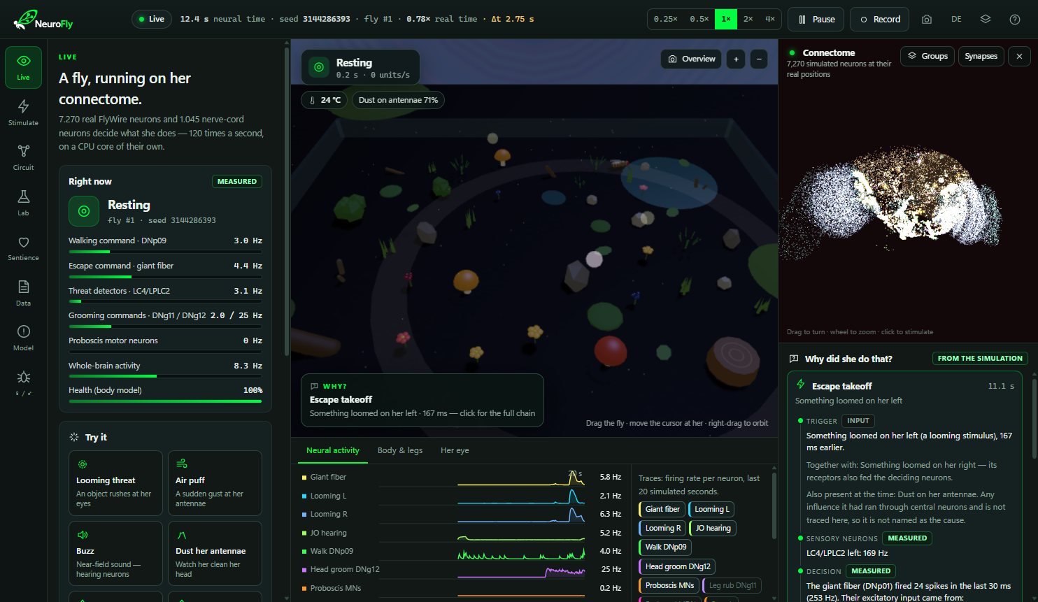 The NeuroCause workspace with the fly model: the fly in her terrarium in the centre, the 7,270 simulated neurons at their measured positions on the right, live firing-rate traces below, and an explanation of her last action